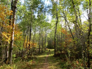 Fall Trails in Lester Park