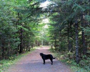 Duluth's Lester Park