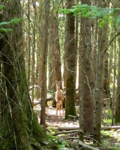 Curious Spectator in Lester Park