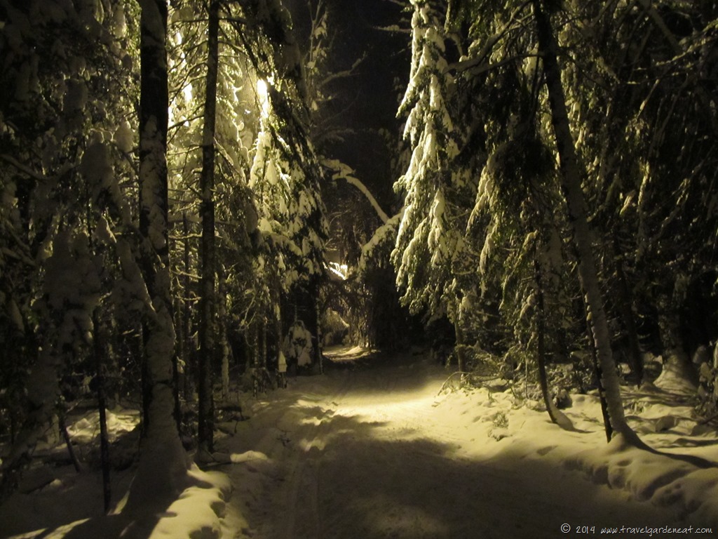 Magical Night Skiing in Winter