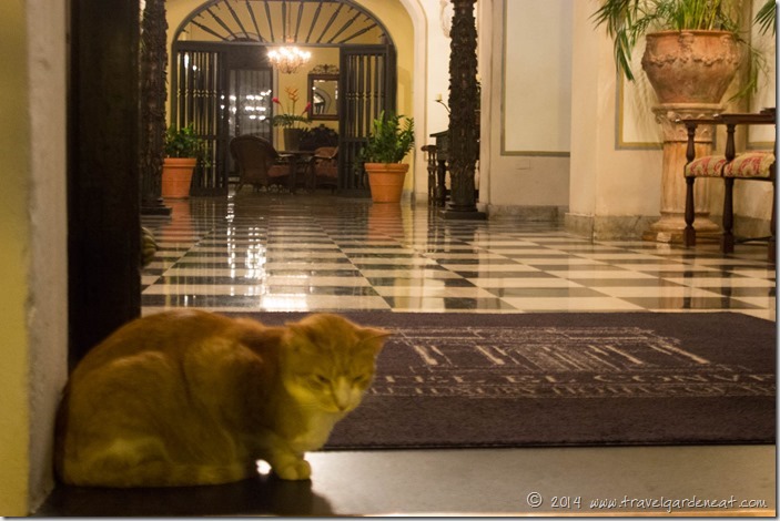 Gato in the doorway of Hotel El Convento 