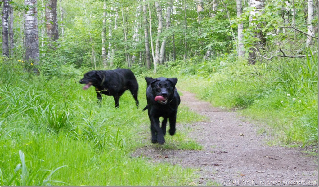 Puppy Adventure on the Trails