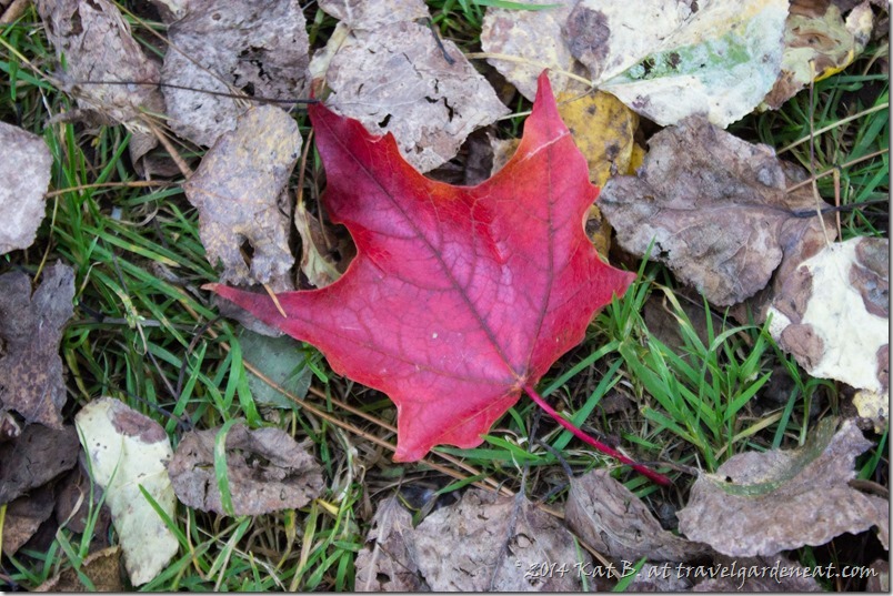 Hawk Ridge October 20141008 2