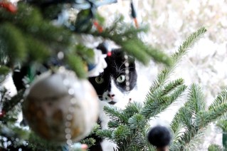 Cat Under the Tree