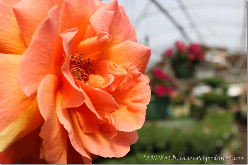 Byrns Greenhouse of Zim