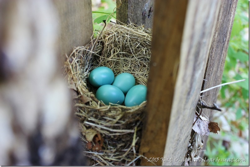Vivid blue in the Robin's nest