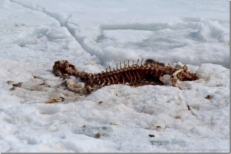 Death on Ice