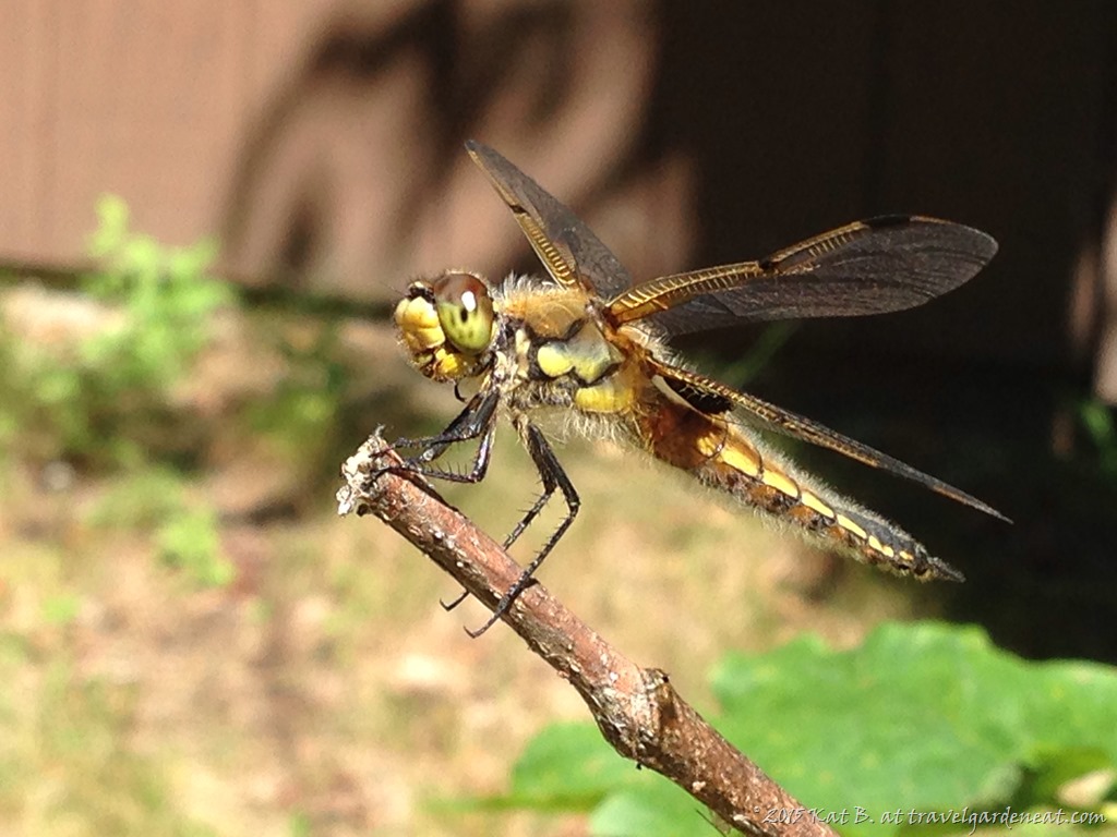 Four-Spotted Skimmer Dragonfly, Northern Minnesota