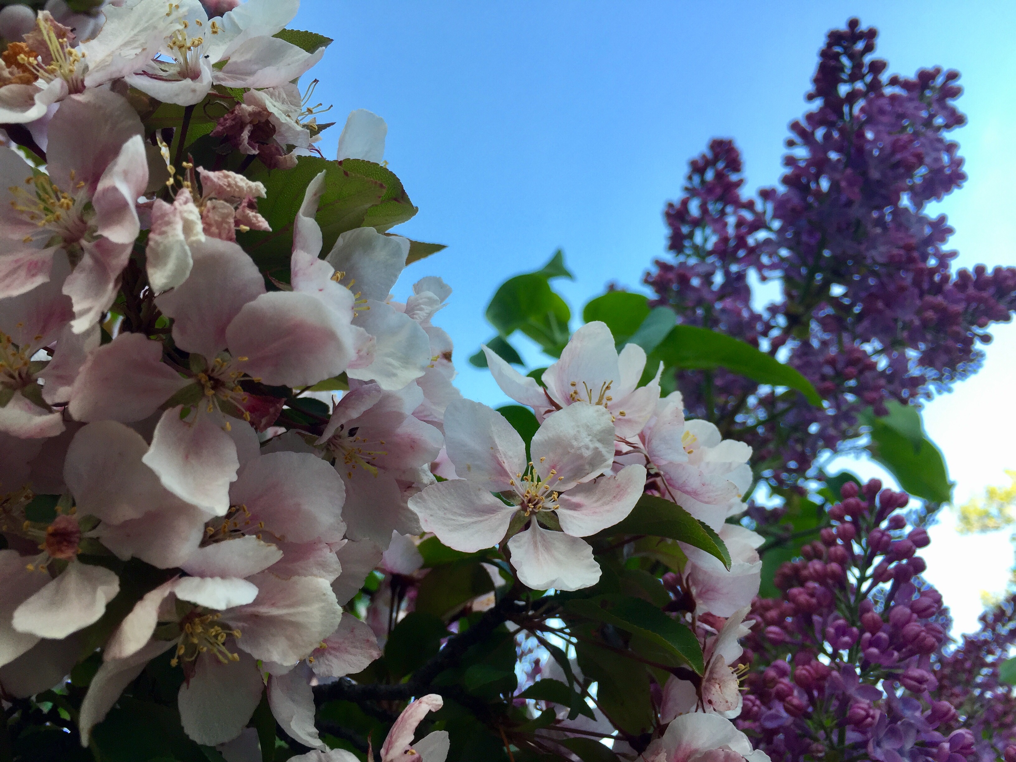 Crab Apple Blossoms and Lilacs in Duluth