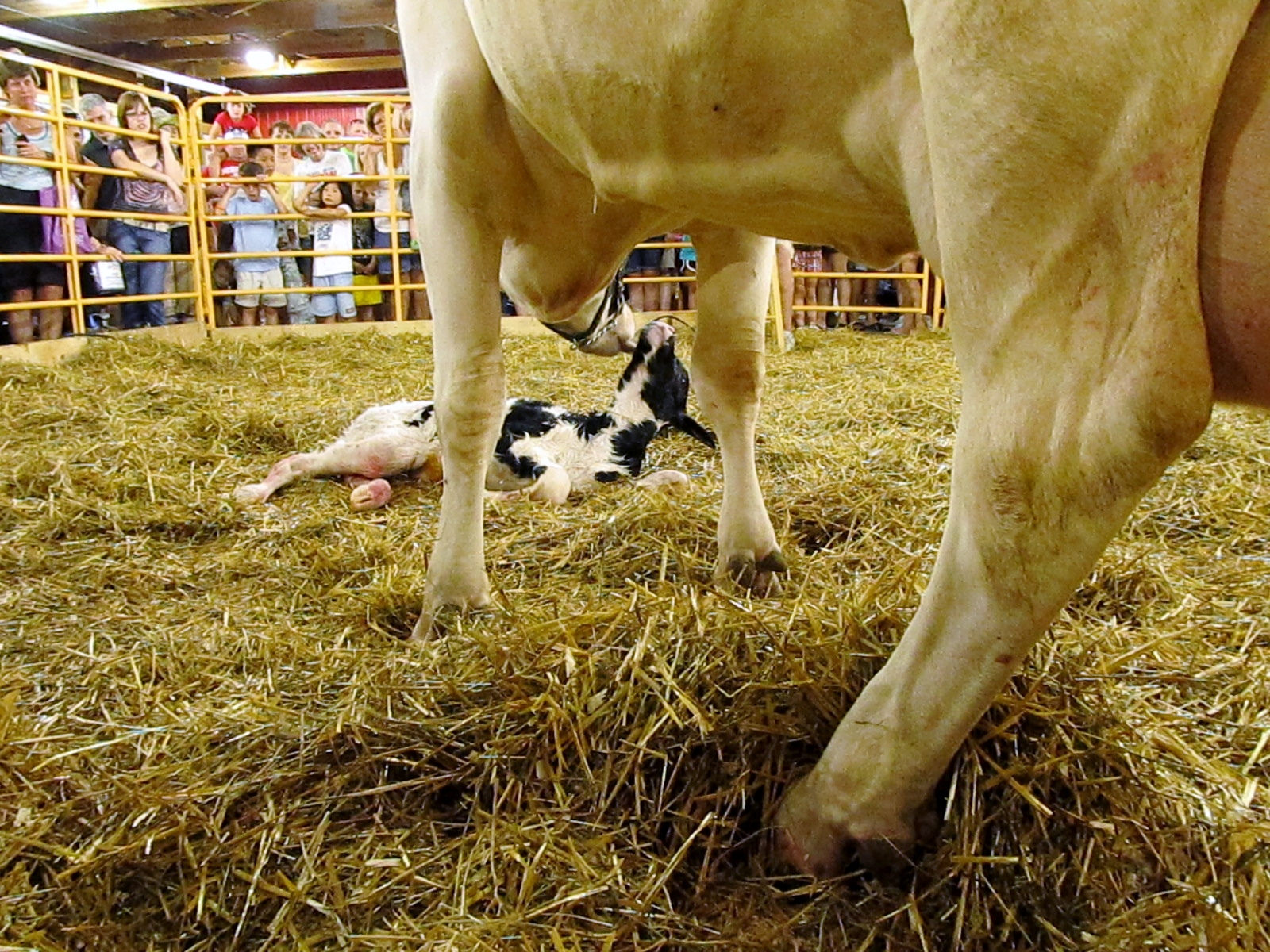 Miracle of Birth Barn at the Minnesota State Fair