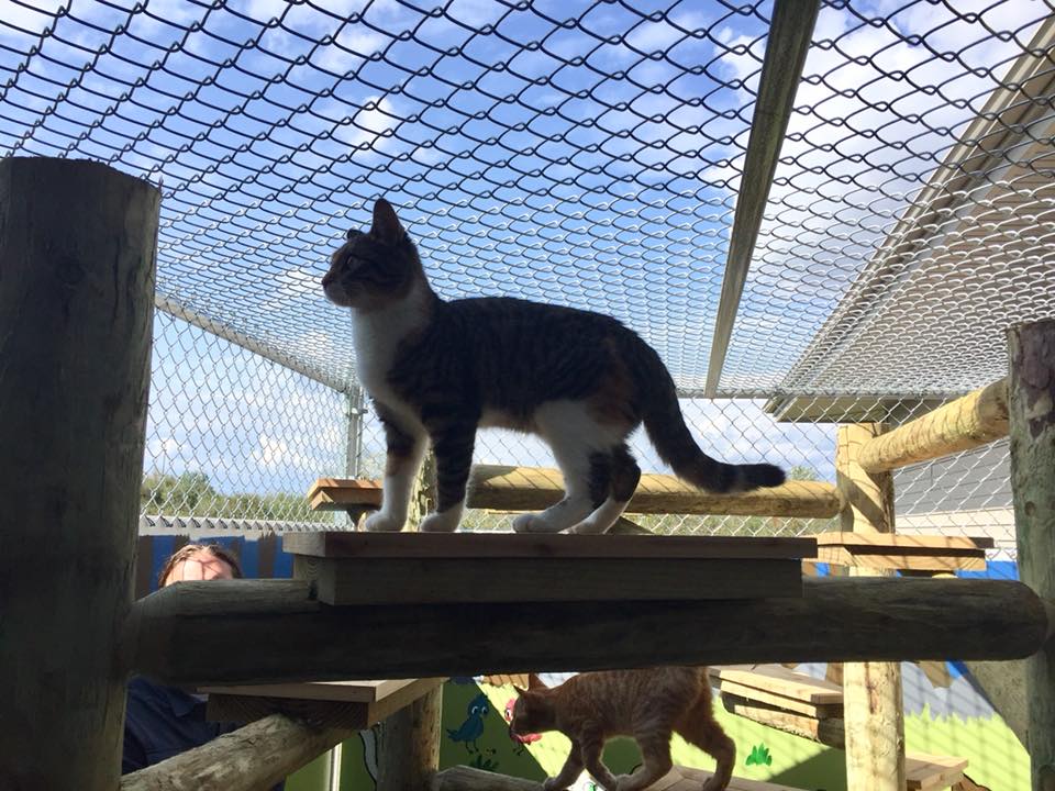 The "catio" at Animal Allies Human Society in Duluth, MN