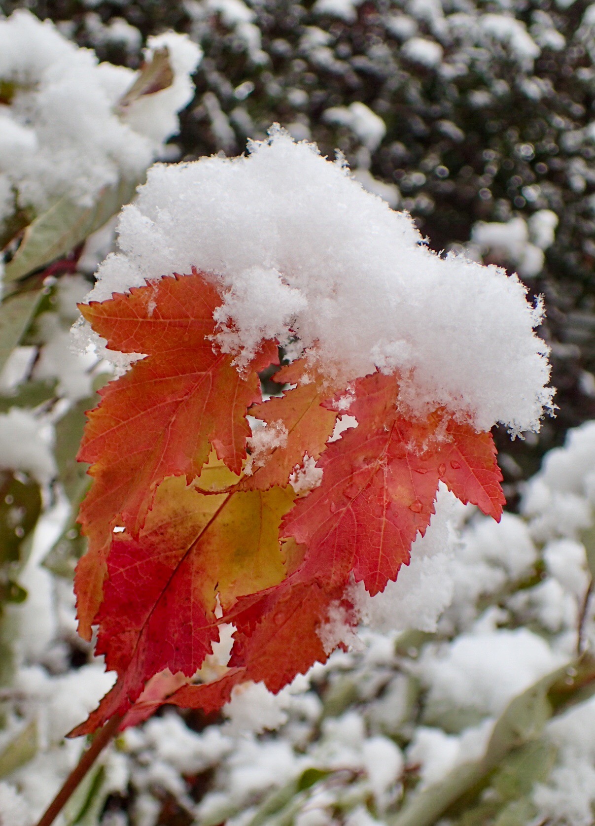 Cluster of Red and Gold