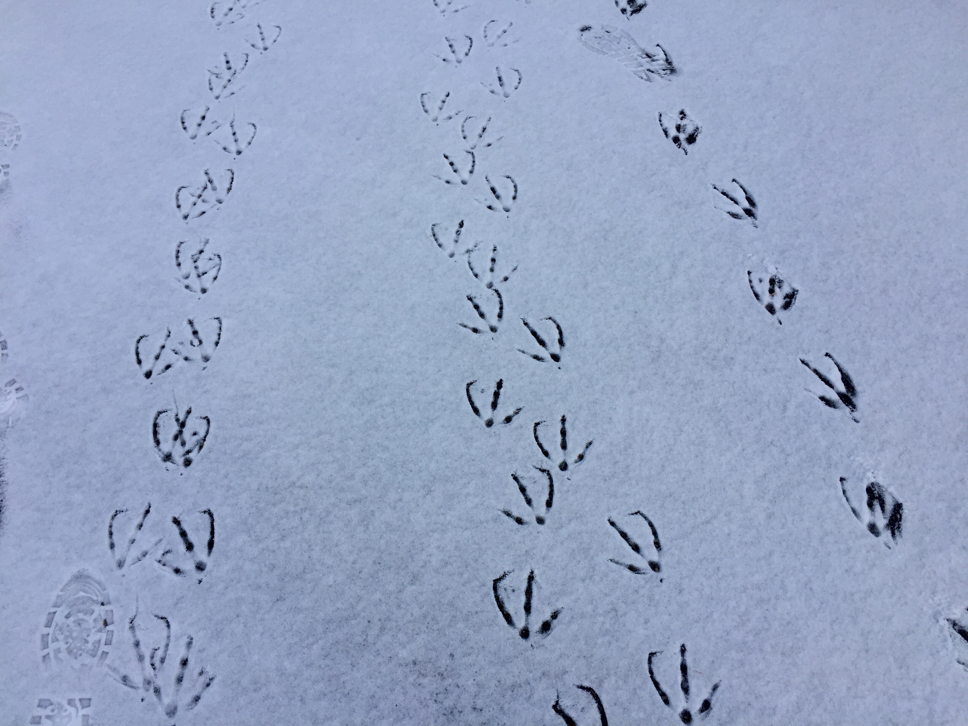 Geese tracks in the snow
