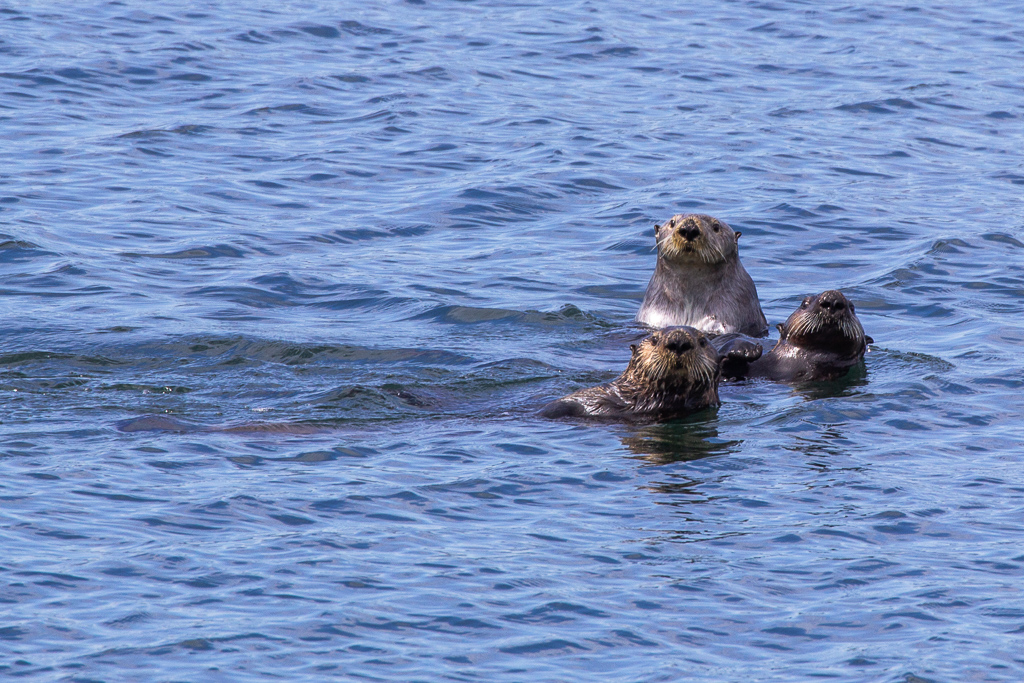 Trio of sea otters in Alaska's Inside Passage