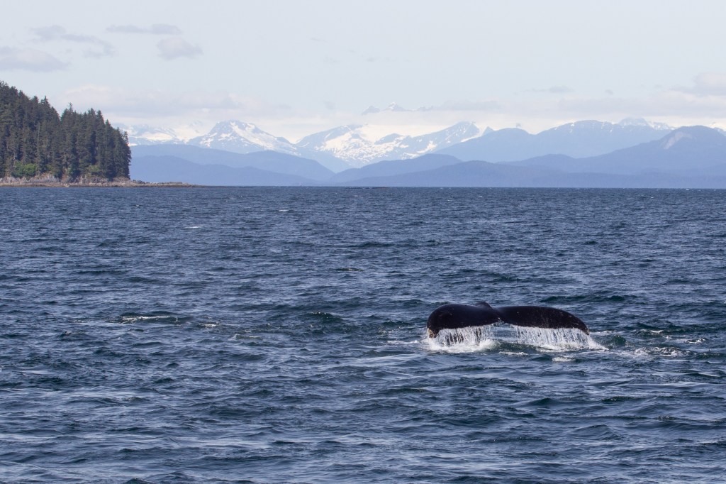 The Wonder of Whales