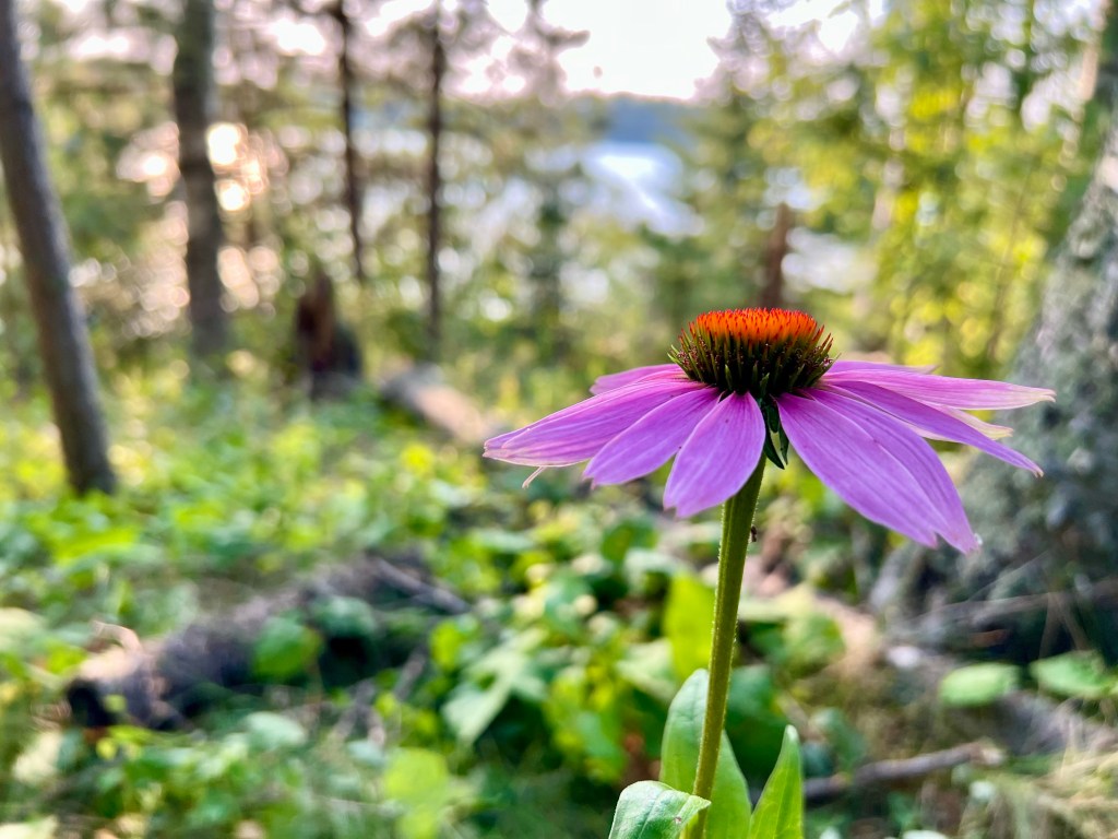 365 Days of Gratitude Starts&nbsp;Today