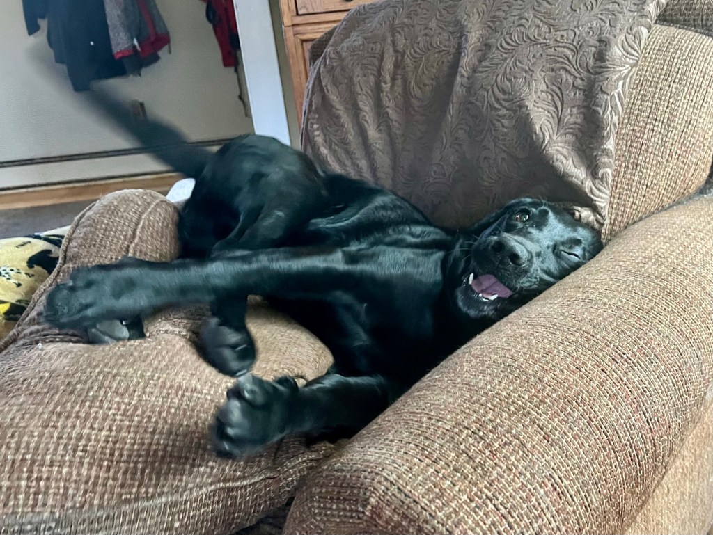 4/365 Silliness #yearofgratitude