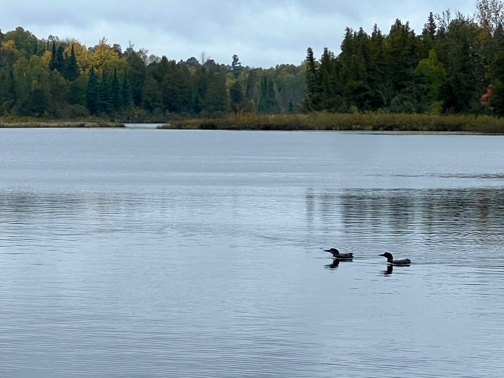 45/365 Simplify #yearofgratitude