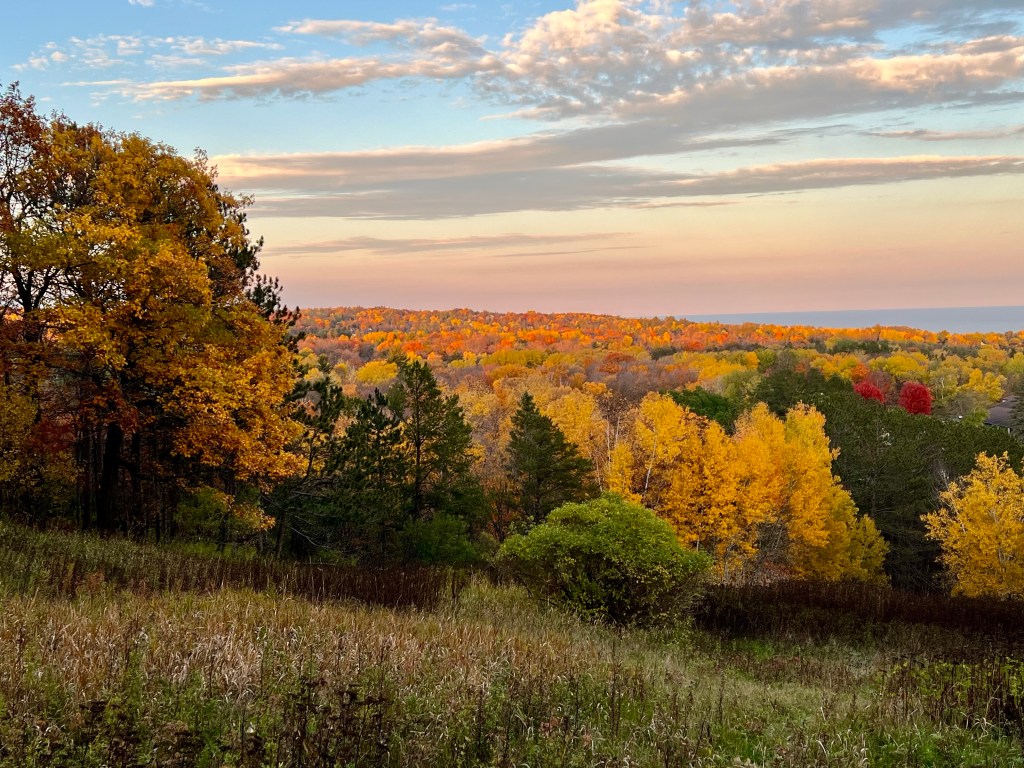 54/365 Last Gasp of Fall  #yearofgratitude