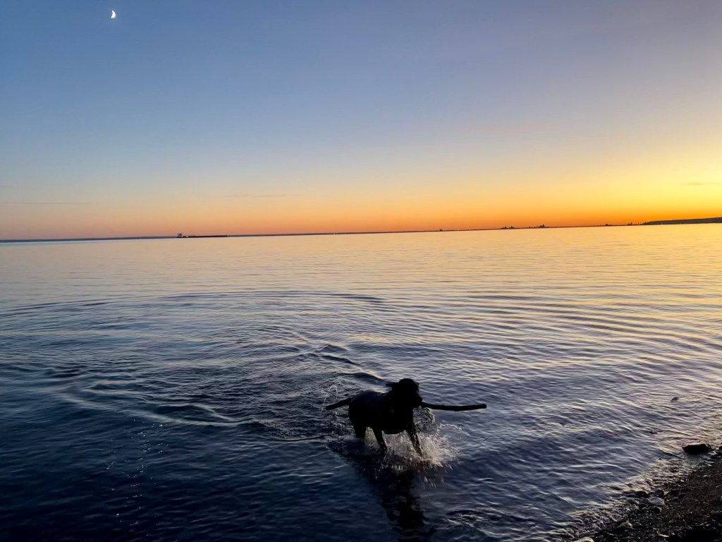 79/365 Joy and Sorrow #yearofgratitude